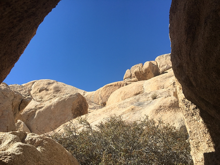 Joshua Tree NP